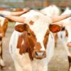 Half Longhorn Cow or Whole Longhorn Cow For Sale