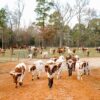 History of the Longhorn Cattle