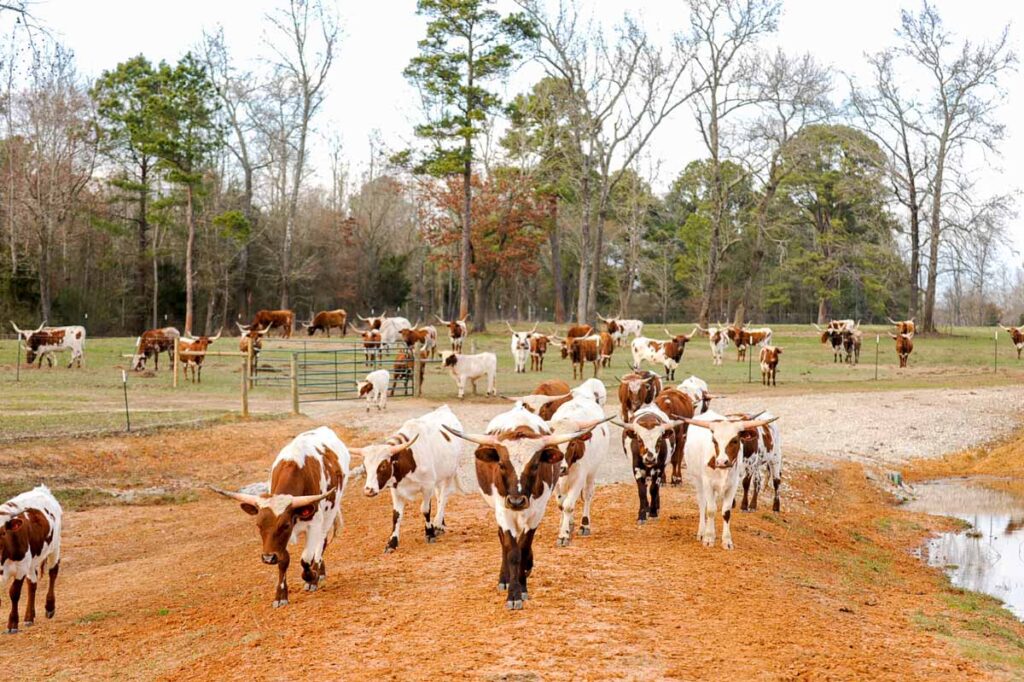 History of the Longhorn Cattle