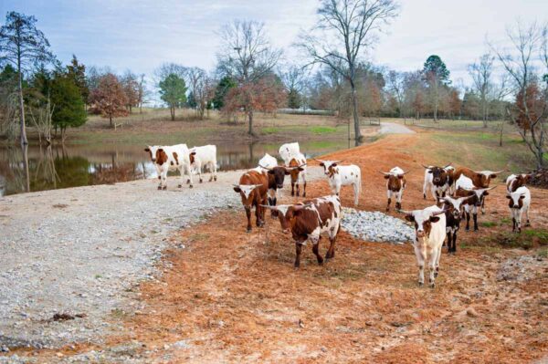 Half Longhorn Cow Or Whole Longhorn Cow For Sale