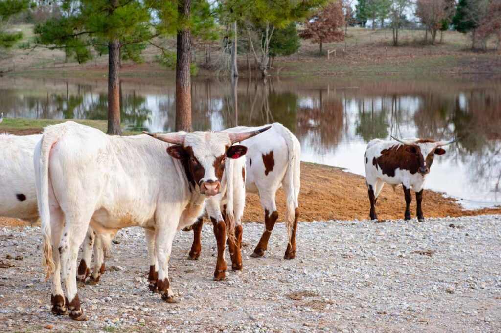Half Longhorn Cow Or Whole Longhorn Cow For Sale