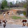 Longhorn Cattle at Home Lake