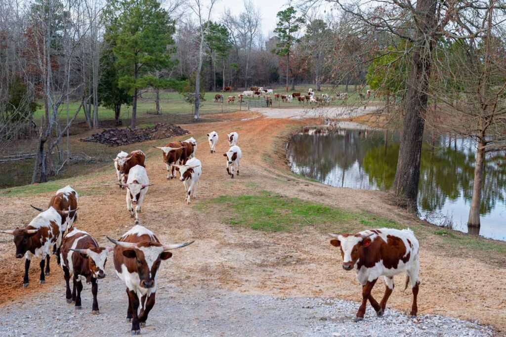 Longhorn Cattle At Home Lake
