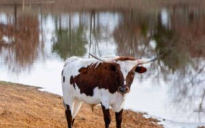 Half Longhorn Cow or Whole Longhorn Cow For Sale