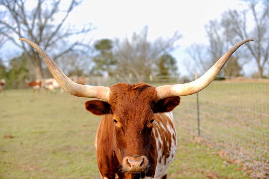 1 Great History Of The Texas Longhorn Iron Rock Ranch
